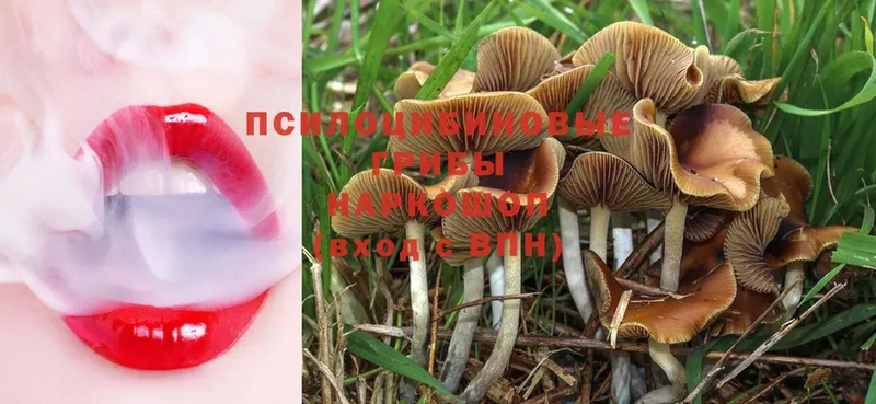 купить  цена  Рыльск  Галлюциногенные грибы MAGIC MUSHROOMS 